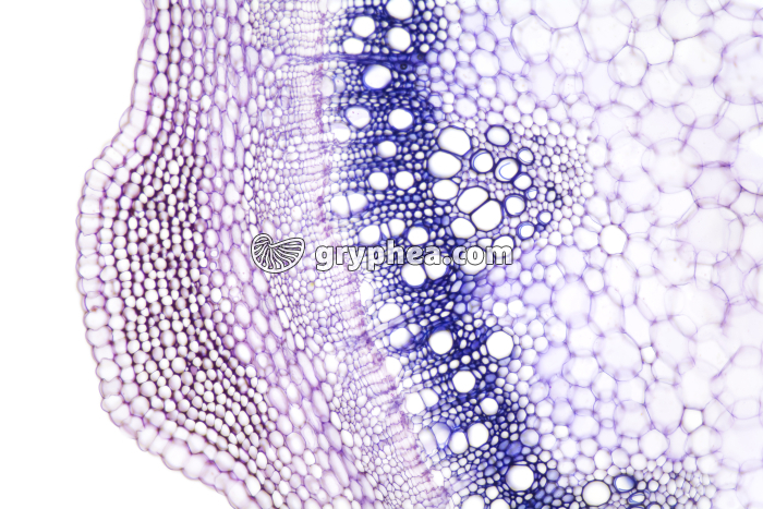Tige de Sureau jeune - structure secondaire CT x25 - gryphea.org